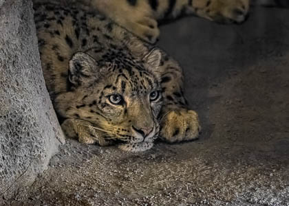 20260423_Chester-Zoo_004-DxO_DeepPRIME-XD3.jpg