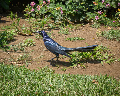 20250226_Costa-Rica_547_E.jpg