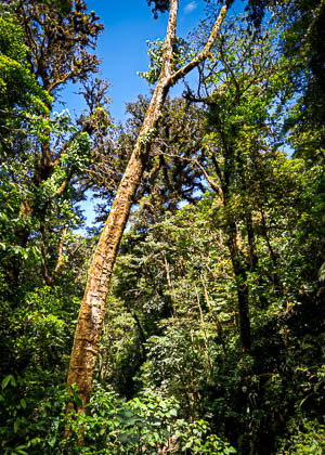 20250227_Costa-Rica_317_E.jpg