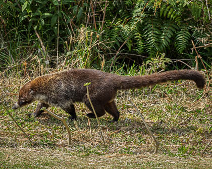 20250227_Costa-Rica_494.jpg