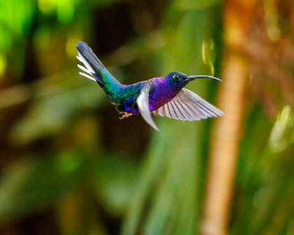 20250227_Costa-Rica_509-Enhanced-NR-2.jpg