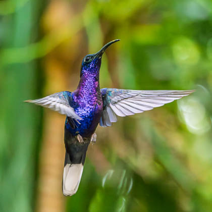 20250227_Costa-Rica_511_E.jpg