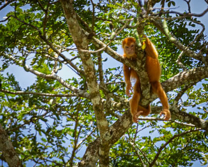 20250301_Costa-Rica_350.jpg
