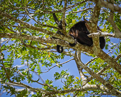 20250301_Costa-Rica_355.jpg