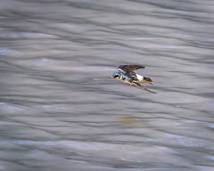 20250301_Costa-Rica_407-Enhanced-NR-2.jpg
