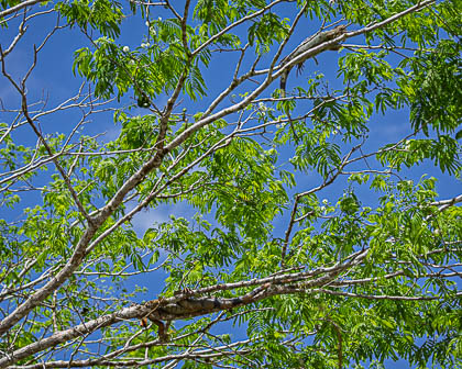20250301_Costa-Rica_426.jpg