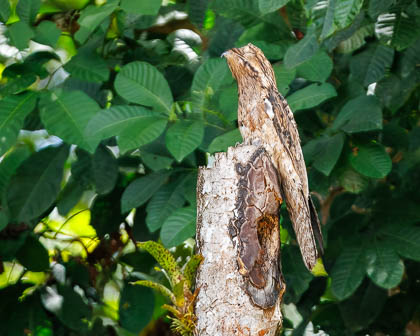 20250301_Costa-Rica_435.jpg