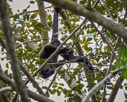 20250301_Costa-Rica_440.jpg