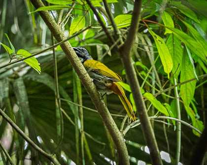 20250302_Costa-Rica_268-Enhanced-NR.jpg