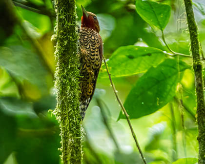 20250302_Costa-Rica_277.jpg