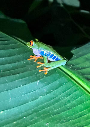 20250303_Costa-Rica_083.jpg