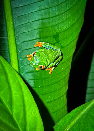 20250303_Costa-Rica_084.jpg