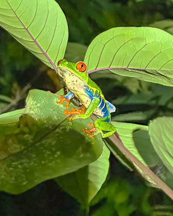 20250303_Costa-Rica_090-3_E.jpg