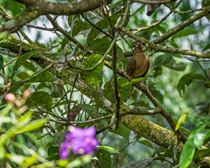 20250303_Costa-Rica_235-Enhanced-NR.jpg