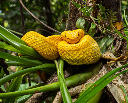 20250304_Costa-Rica_064.jpg