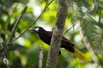 20250304_Costa-Rica_075.jpg