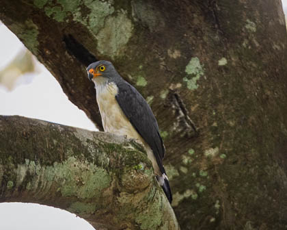 20250304_Costa-Rica_078-Enhanced-NR-2.jpg