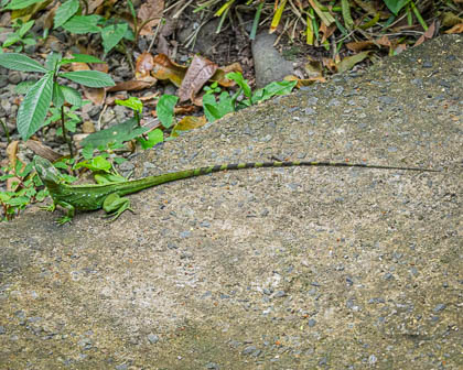 20250304_Costa-Rica_097.jpg