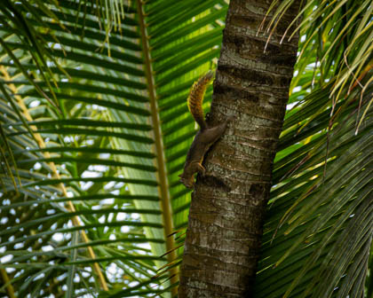 20250306_Costa-Rica_035-Enhanced-NR.jpg
