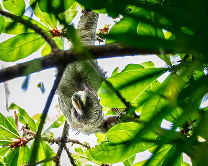 20250306_Costa-Rica_050-Enhanced-NR.jpg