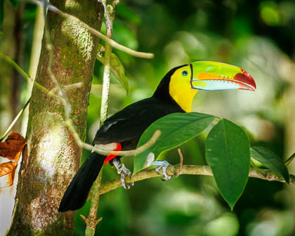20250307-Costa-Rica-135.jpg