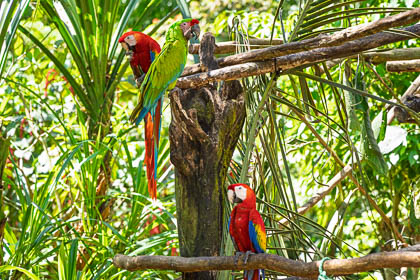 20250307-Costa-Rica-198.jpg