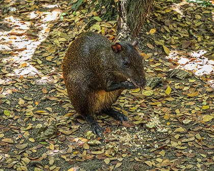 20250307-Costa-Rica-216.jpg