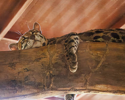 20250307-Costa-Rica-230.jpg