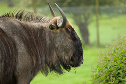 20140529_Longleat_041.jpg