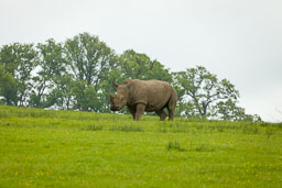 20140529_Longleat_046.jpg