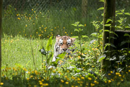 Animals at Longleat
 Hero