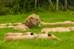 20140529_Longleat_061.jpg