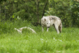 20140529_Longleat_075-E.jpg