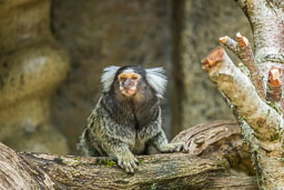 20140529_Longleat_099.jpg