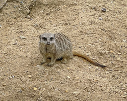 20210817_Longleat_111.jpg