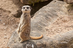 20170503_peakwildlifepark_008.jpg