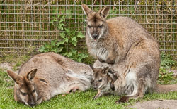 20170503_peakwildlifepark_115.jpg