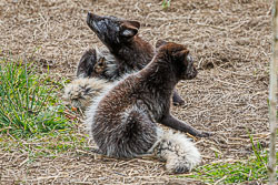 20240708_Peak-Wildlife-Park_202.jpg