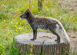 20240708_Peak-Wildlife-Park_204.jpg