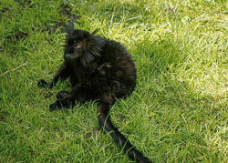 20240708_Peak-Wildlife-Park_208.jpg