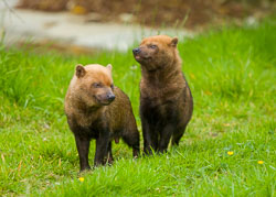 20240819_Peak-Wildlife-Park_001.jpg