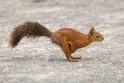 20240819_Peak-Wildlife-Park_057.jpg