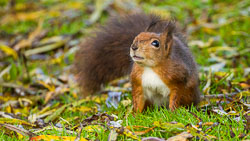 20241017-Peak-Wildlife-Park-014-Enhanced-NR.jpg