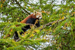 20241017-Peak-Wildlife-Park-305.jpg