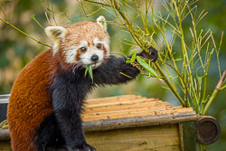 20241017-Peak-Wildlife-Park-368.jpg