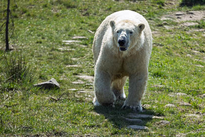 20250403-Peak-Wildlife-Park-041_E.jpg