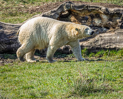 20250403-Peak-Wildlife-Park-085.jpg
