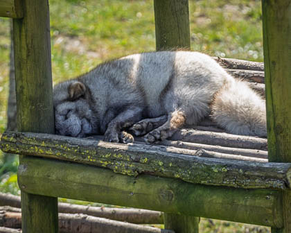 20250403-Peak-Wildlife-Park-104.jpg