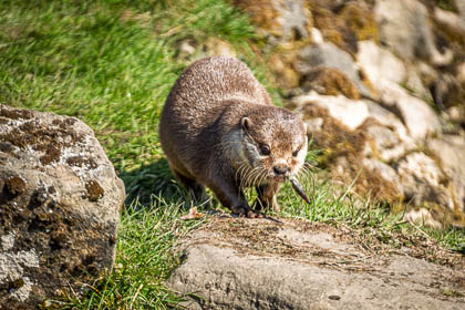 20250403-Peak-Wildlife-Park-129.jpg