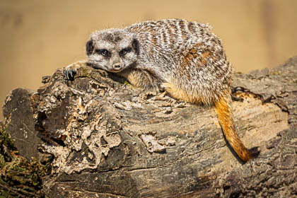 20250403-Peak-Wildlife-Park-201.jpg